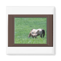 Buckskin Horses magnets