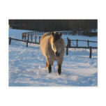 Buckskin in the snow post cards