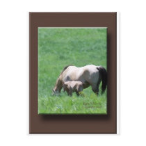 Buckskin Mare and Foal postcards by BowNRanch Buckskin Mare and Foal postcards