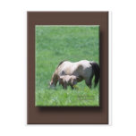 Buckskin Mare and Foal Post Card