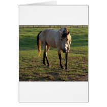 Buckskin Mare cards by Orchidimages Buckskin Mare cards