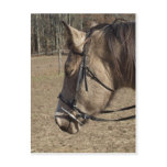 Buckskin Mare, head study Postcards