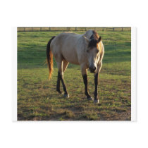Buckskin Mare Post Cards