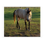 Buckskin Mare Post Cards