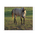 Buckskin Mare Post Cards
