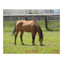 Buckskin Mare posters by MrAnderson Buckskin Mare posters