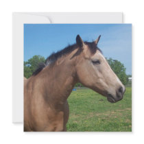 Buckskin Mustang Invitations
