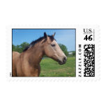 Buckskin Mustang Postage Stamp