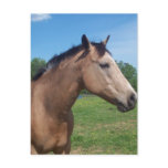Buckskin Mustang Postcard