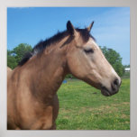 Buckskin Mustang Poster