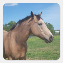 Buckskin Mustang Stickers