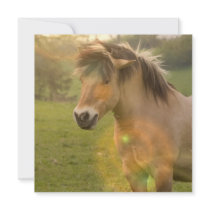 Buckskin Pony Invitation