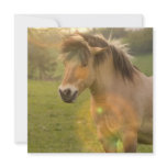 Buckskin Pony Invitation