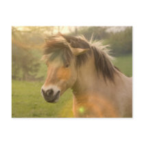 Buckskin Pony Postcard