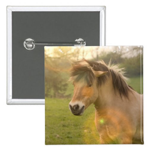 Buckskin Pony Square Pin