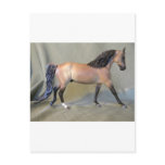 Buckskin Stallion Post Card