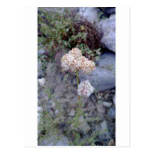 buckwheat.jpg postcard