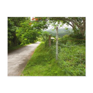 Bucolic Caribbean Island Road postcard