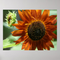 Bud And Bloom posters