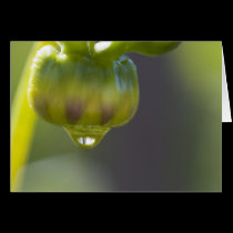 Bud and drop greeting card cards