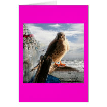 Buddha and Kestrel cards