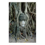Buddha Head