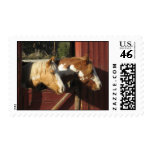 Buddies Postage
