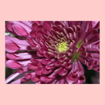 Budding Chrysanthemum posters