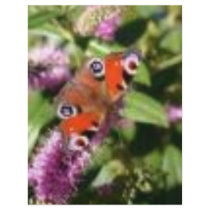 Budding letterhead by magshell Budding letterhead