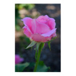 Budding Pink Rose