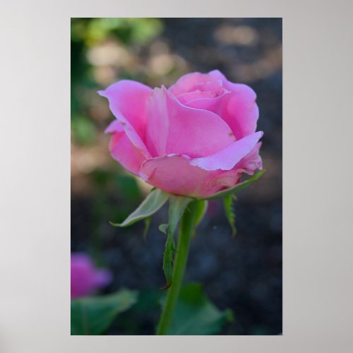 Budding Pink Rose print