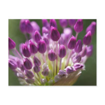 budding royalty postcards by blacqbook budding royalty postcards
