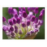 budding royalty postcard