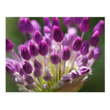 budding royalty postcard