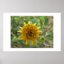 Budding sunflower. posters