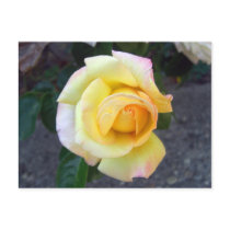 Budding Yellow Rose Notes Card Post Card