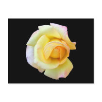 Budding Yellow Rose Postcard