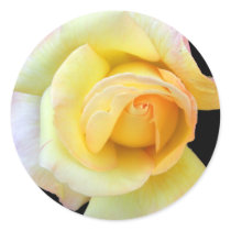 Budding Yellow Rose Stickers