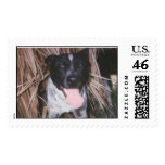 Buddy postage