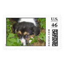 buddy postage