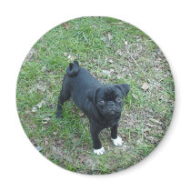 Buddy pug fridge magnet