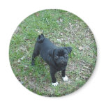 Buddy pug fridge magnet