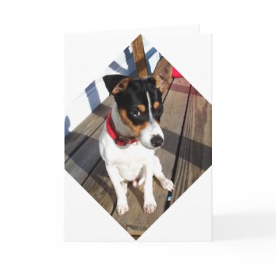 Buddy - Rat Terrier Disbelief Card by JesPiddlin