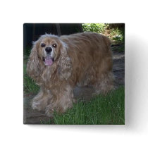 Buddy the Cocker Spaniel buttons by pidgiefund Buddy the Cocker Spaniel buttons