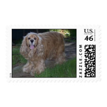 Buddy the Cocker Spaniel Postage Stamps