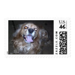 Buddy the Cocker Spaniel Stamp