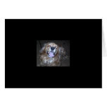 Buddy the snap dog  by the light of the full moon cards