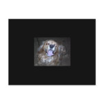 Buddy the snap dog  by the light of the full moon postcards