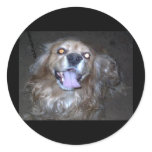 Buddy the snap dog  by the light of the full moon stickers
