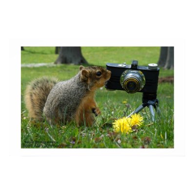 Buddy The Squirrel and his Camera Posters by scottjohnson